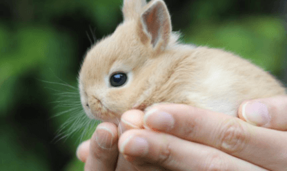 Baby:Jdaya4crroc= Bunnies