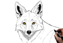 Drawing:Kgk-Mzpw09u= Coyote