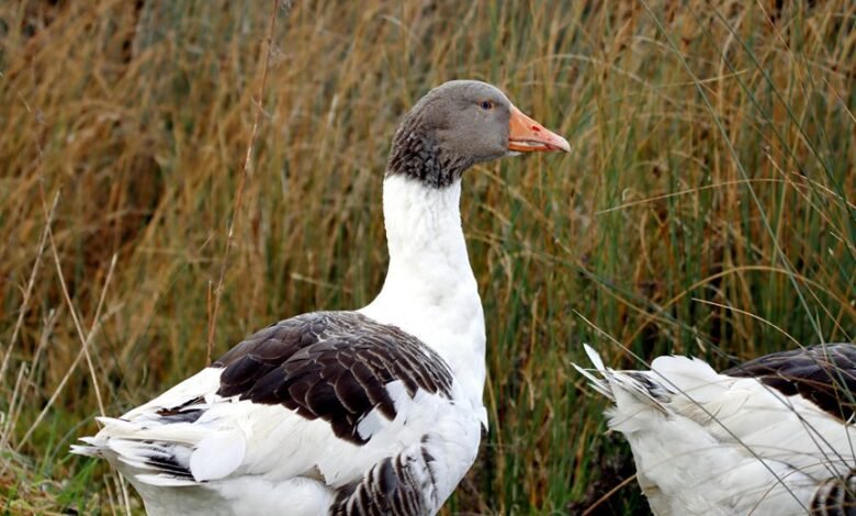 carson smithfield profile summary